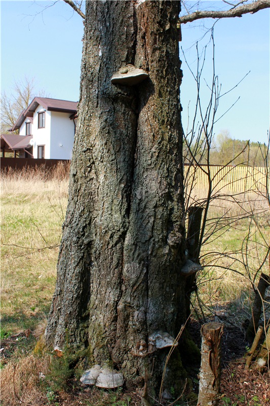 Савватьева Пустынь, Тверская область