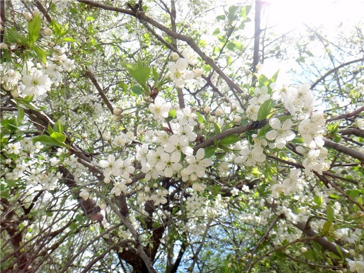 Просто Весна — Красивая природа и цветы: фото пейзажей