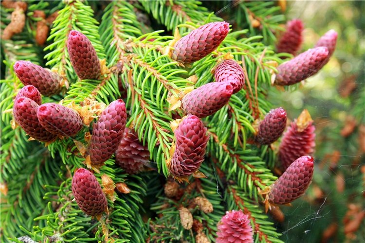 Ландышевый Лес. Twinkles Ella Chocolate