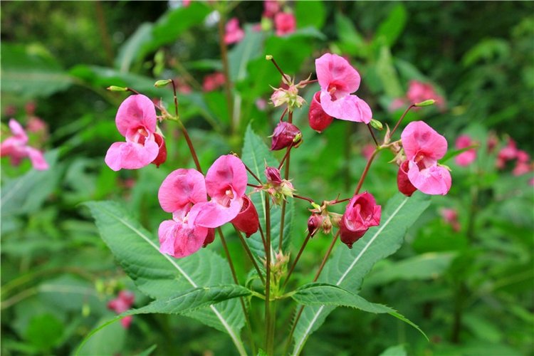 Июльское путешествие в Старицу, продолжение