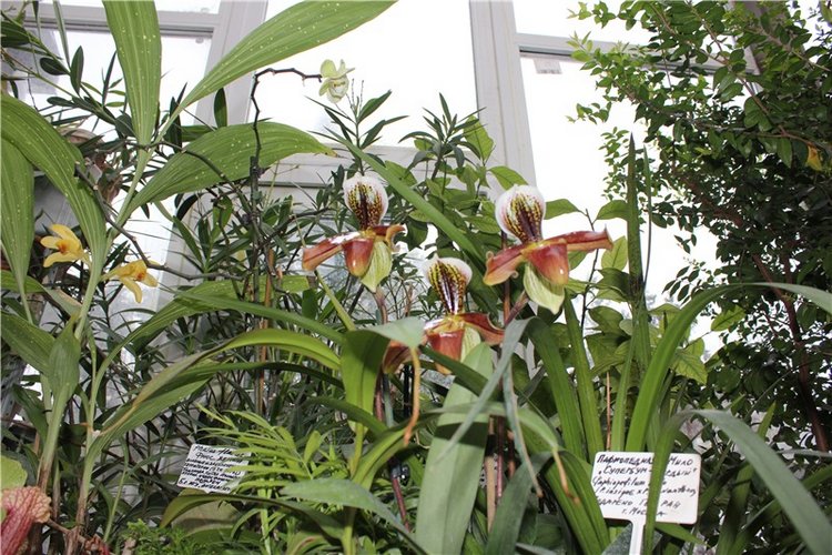 Тверской Ботанический Сад, продолжение | Бэйбики Тверской Ботанический Сад, продолжение (фото 8)