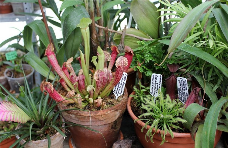 Тверской Ботанический Сад