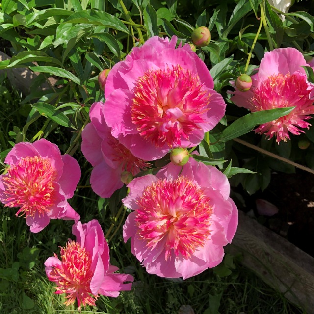 Тони Старк: приключения без брони. И снова Аптекарский огород | Бэйбики Тони Старк: приключения без брони. И снова Аптекарский огород