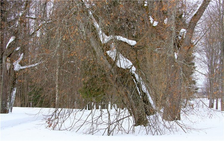 Снежный Март — Туризм и путешествия: фотоотчеты из поездок