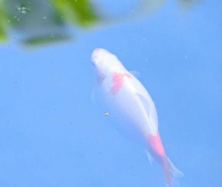 Краснодарский Край, Сочи-Адлер, Санаторий «Южное Взморье»