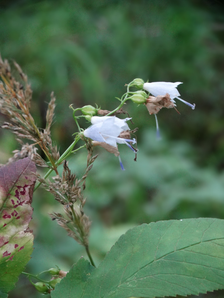 Каменный остров. Поездка с БЖД куколкой от Лиликэт (фото 4)