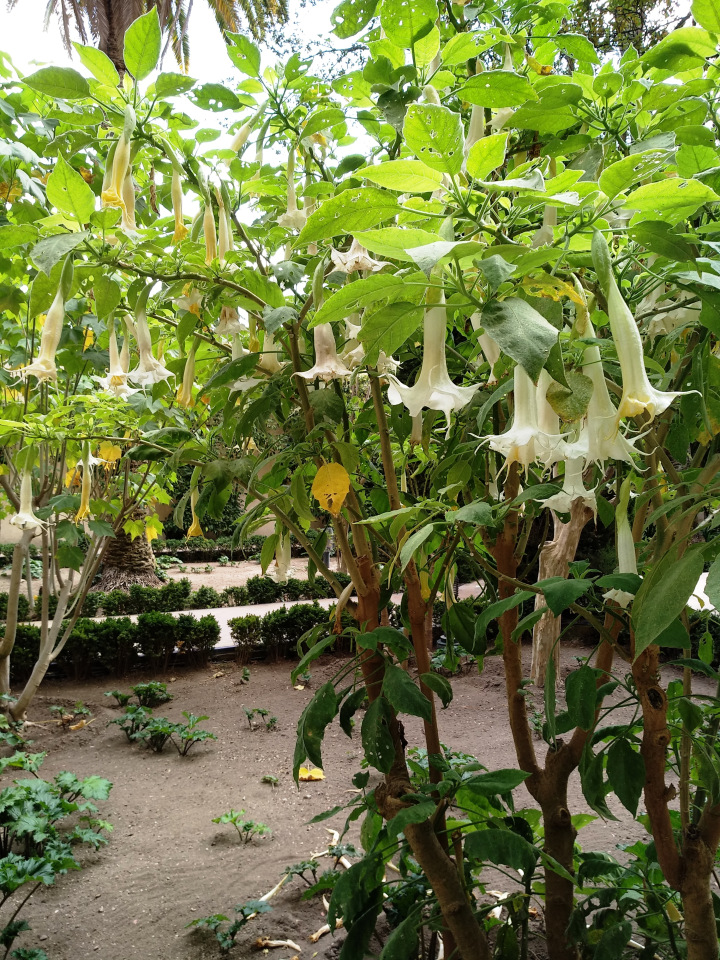 Тайна моего имени. Часть восьмая. Испания, Севилья. Колумб повсюду