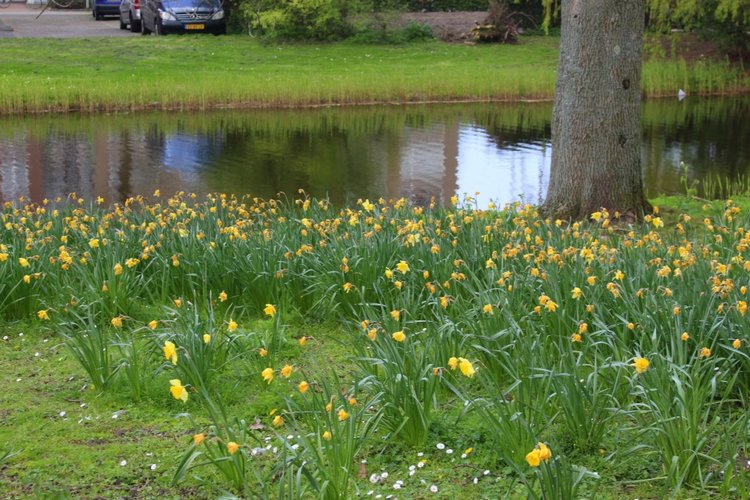 Цветущая Сакура. Прогулка по парку с Алисой. Весенние зарисовки
