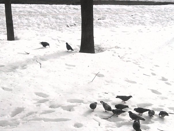 1 апреля — Международный день птиц