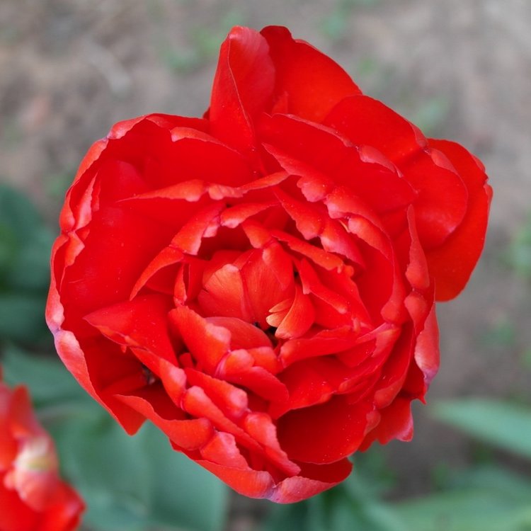 Трудное решение — Куклы Kidz'n'Cats (Соня Хартман): шарнирные 46 см