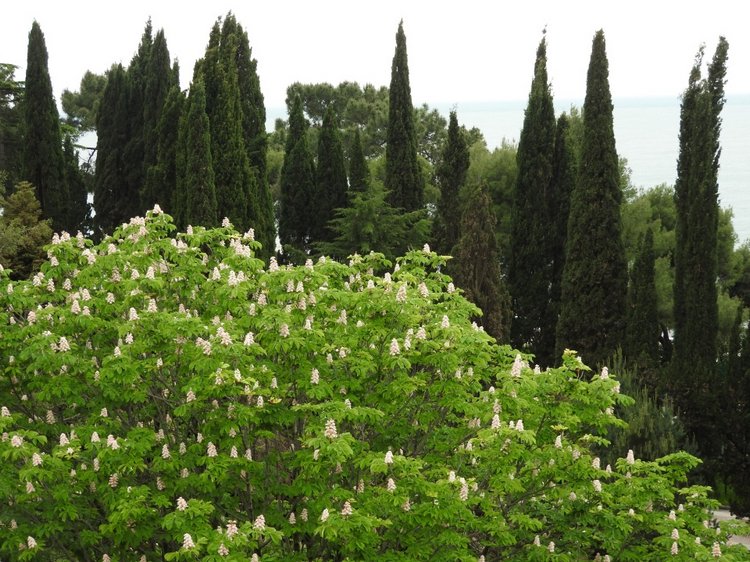 Сочи-Адлер: Южное Взморье - виртуальное путешествие по территории санатория