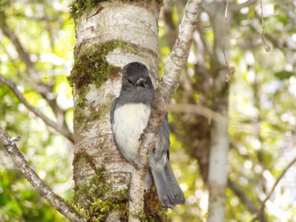 Увлекательное путешествие по Новой Зеландии