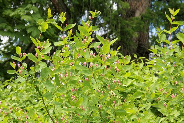 "Троицкие гуляния" в Василёво, 2017 год, продолжение. Архитектурно-этнографический музей под открытым небом "Василёво"