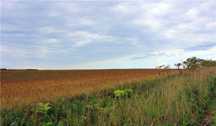 Подарок для Бенни | Бэйбики Подарок для Бенни — Куклы Iplehouse (Иплхаус): BJD (БЖД)