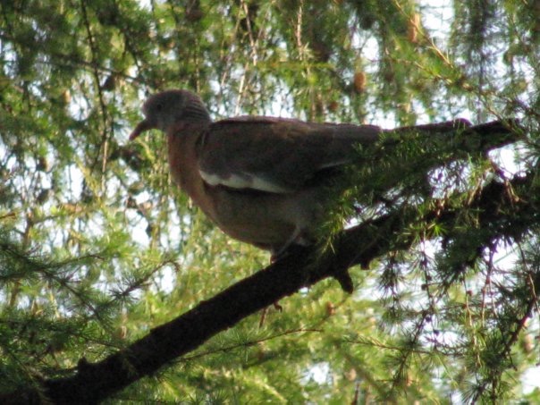 Разнообразие животного мира