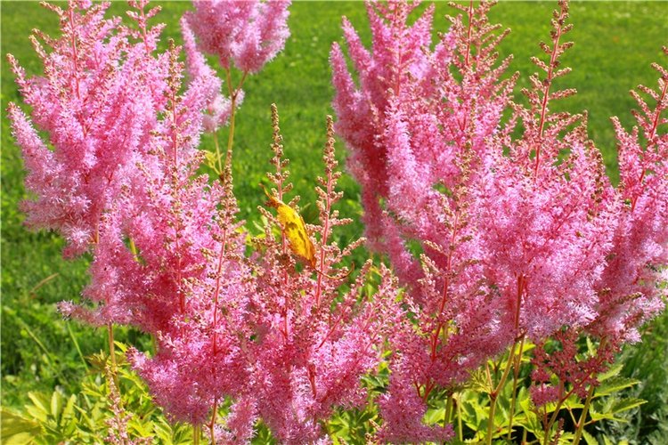 Любимая Старица. Свято-Успенский мужской монастырь