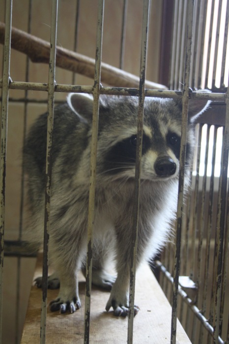 Псков. Эколого-биологический центр. Часть 2