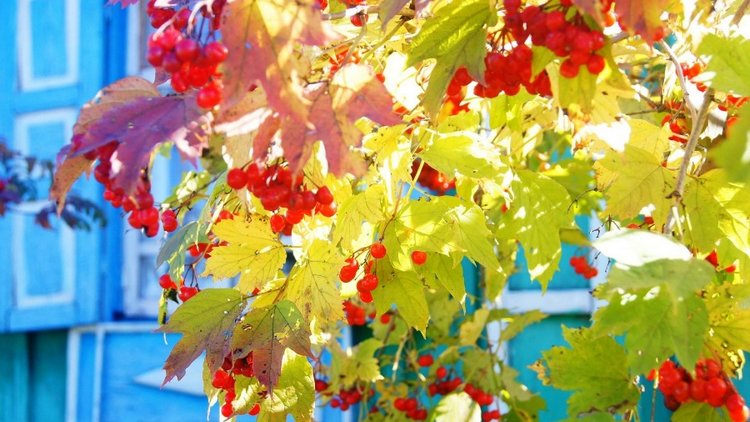 Лето - это маленькая жизнь