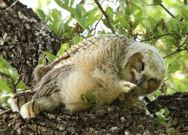 Любительские и профессиональные фотографии Сов (выпуск 2)