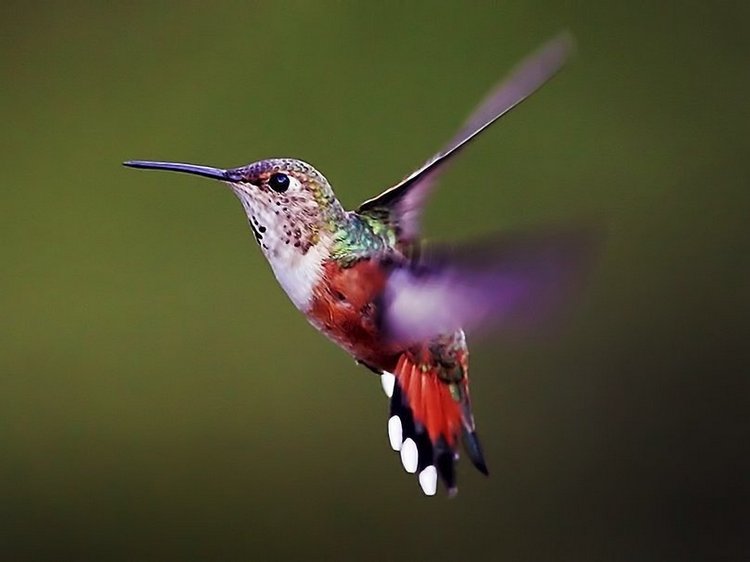 Колибри из бисера — Вышивка крестиком