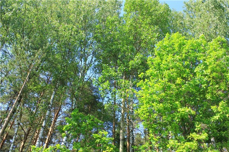 Красавица Мари. Кукла Мария-Антуанетта Starlette автора Sylvia Natterer | Бэйбики Красавица Мари. Кукла Мария-Антуанетта Starlette автора Sylvia Natterer