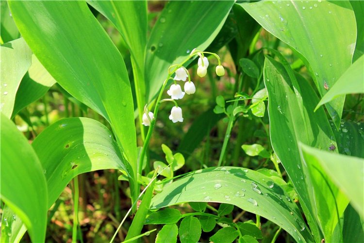 Ландышевый Лес. Twinkles Ella Chocolate