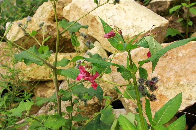 Тайны Древней Старицы — Культура