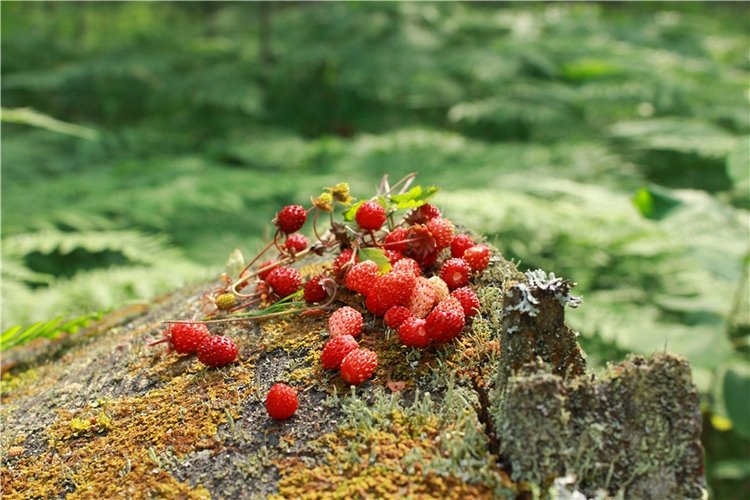 Путешествие Катрин. Katrin, Stoffpuppe Doll, Kathe Kruse