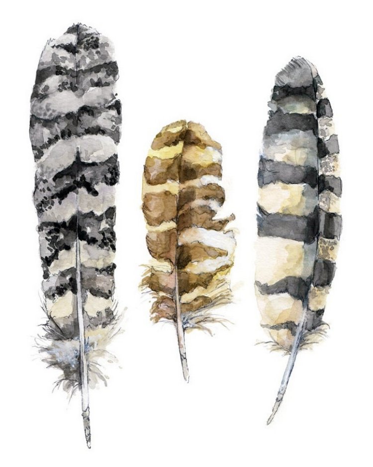 TheColorfulCatStudio - Иллюстрированная фауна by Rachel Byler