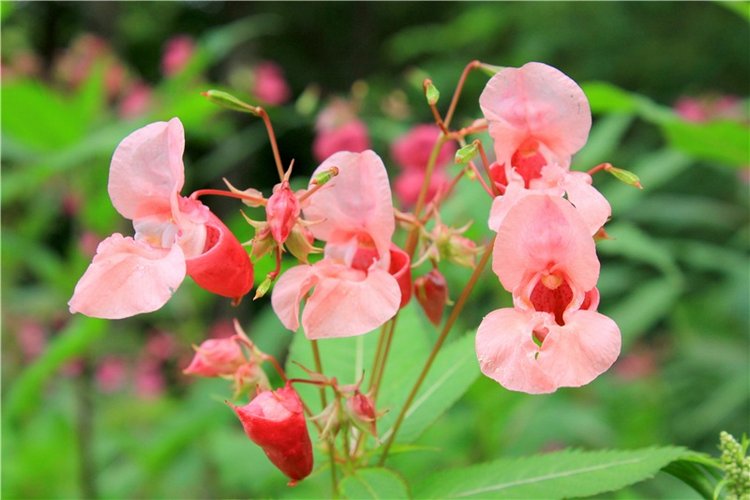 Июльское путешествие в Старицу, продолжение