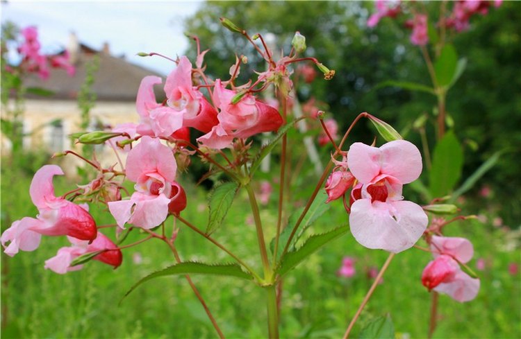 Июльское путешествие в Старицу, продолжение