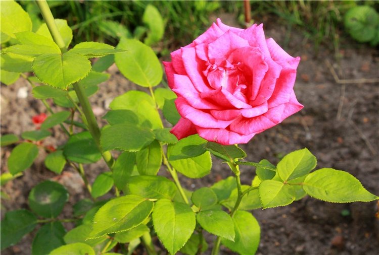 Июльское путешествие в Старицу