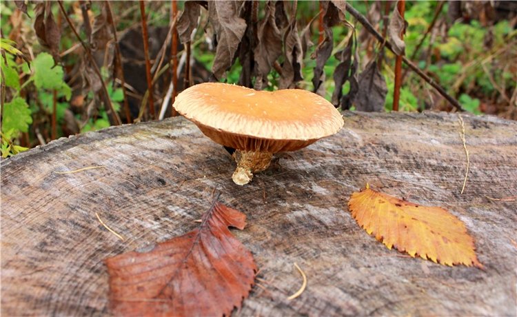 Имани на Тверце — Куклы Kaye Wiggs (Кайе Виггс): авторские BJD (БЖД)