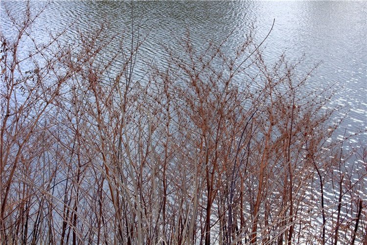 Выставка тюльпанов в Твери, продолжение