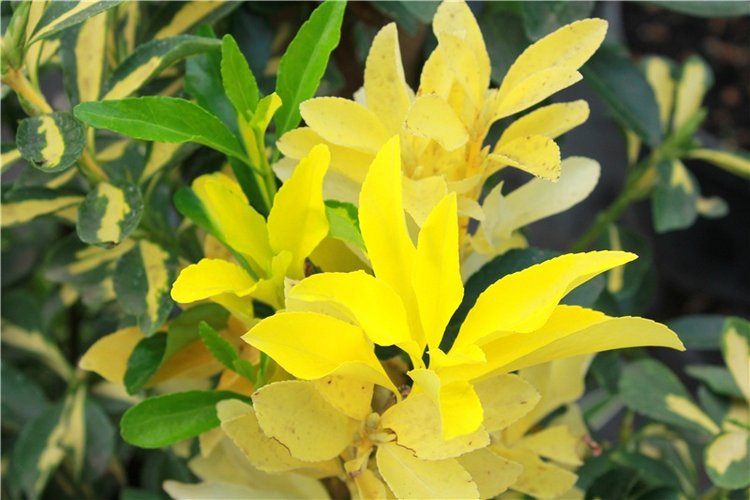 Выставка тюльпанов в Твери, продолжение