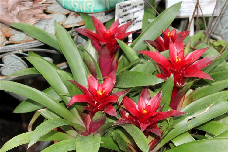 Тверской Ботанический Сад, продолжение | Бэйбики Тверской Ботанический Сад, продолжение