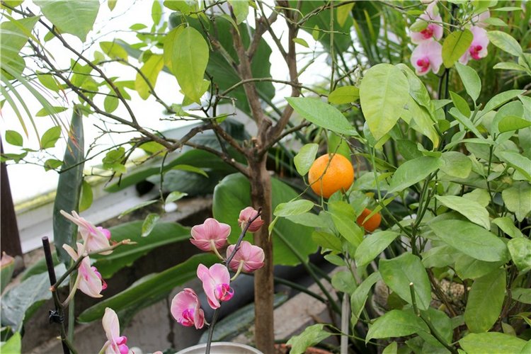 Тверской Ботанический Сад, продолжение | Бэйбики Тверской Ботанический Сад, продолжение