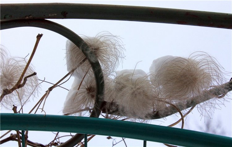 Тверской Ботанический Сад, заключительная часть