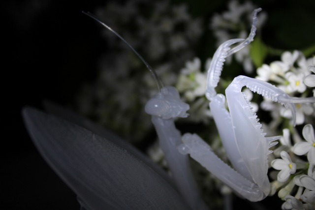 Нежный хищник | Бэйбики Нежный хищник — Коллекционные экшн