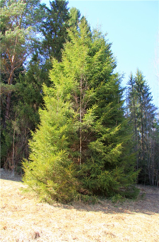 Апрельский день в Василёво, третья часть