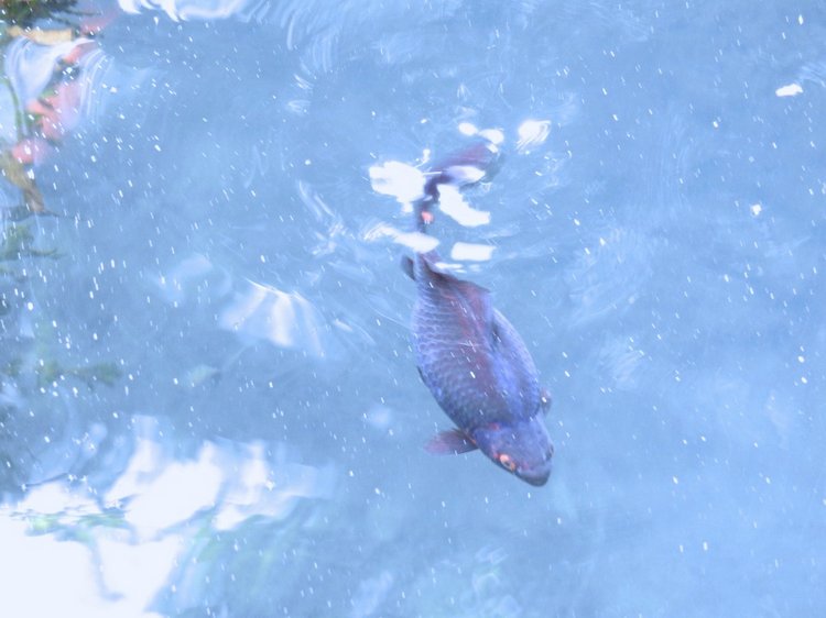 Краснодарский Край, Сочи-Адлер, Санаторий «Южное Взморье»