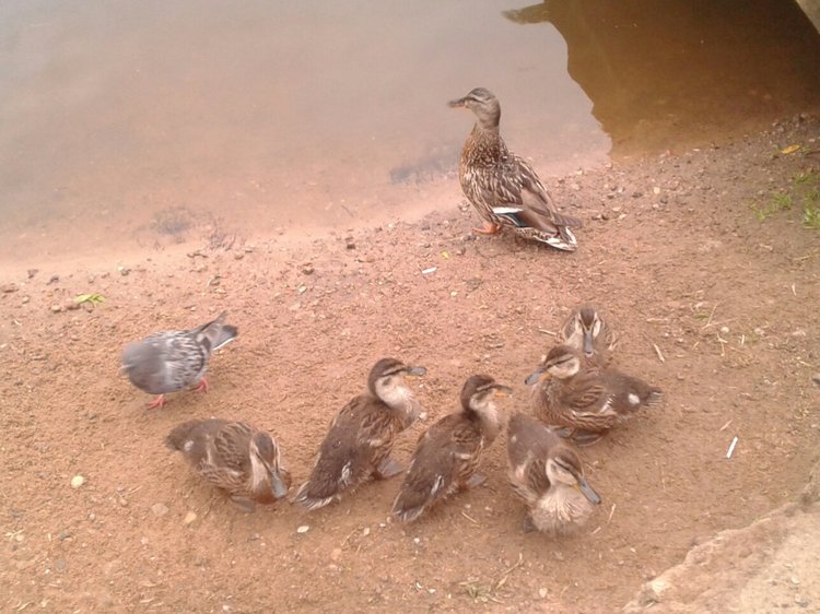 Наше лето, часть 1 — Куклы и тела Obitsu (Обитсу): 1/6 (фото 4)