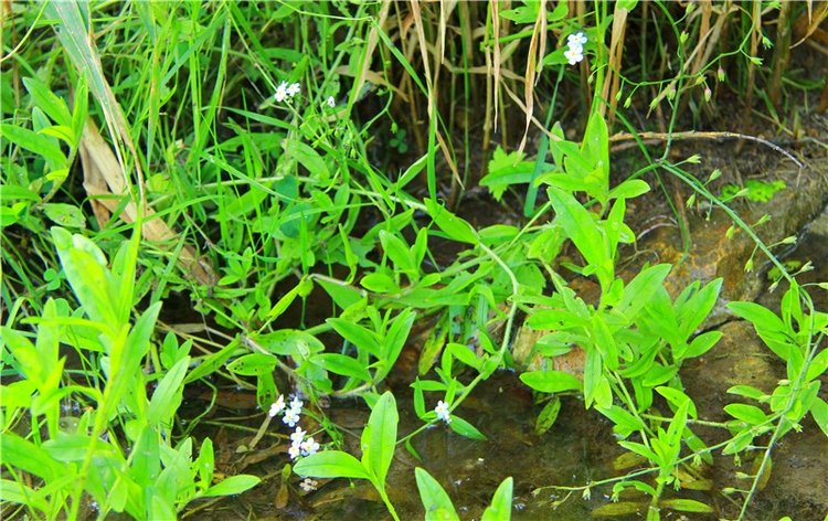 Старицкая Швейцария. Путешествие с Сашей, продолжение. Уникальная кукла от Сильвии Наттерер