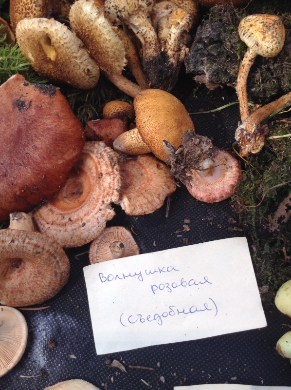 Аптекарский огород сегодня. ч.5. Грибной фестиваль