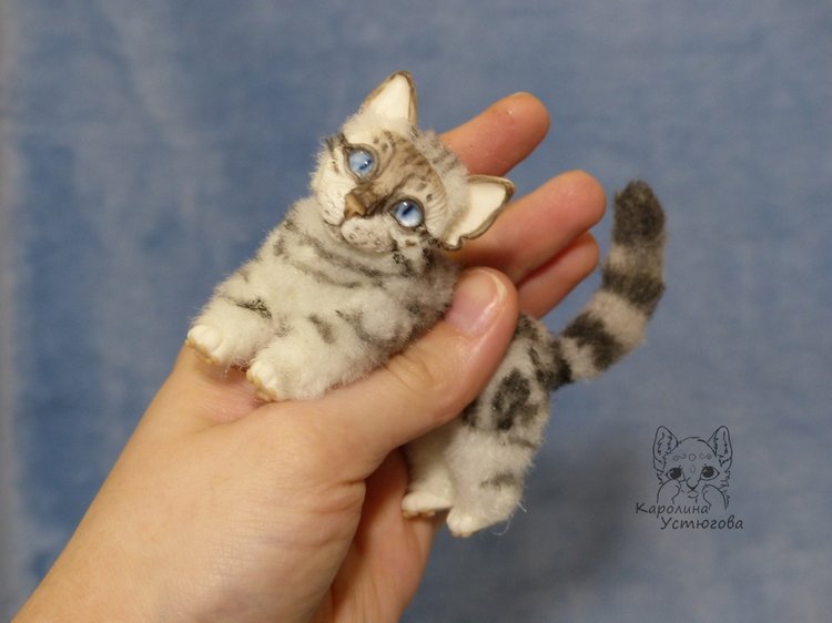 Бенгальская кошка, серебристая