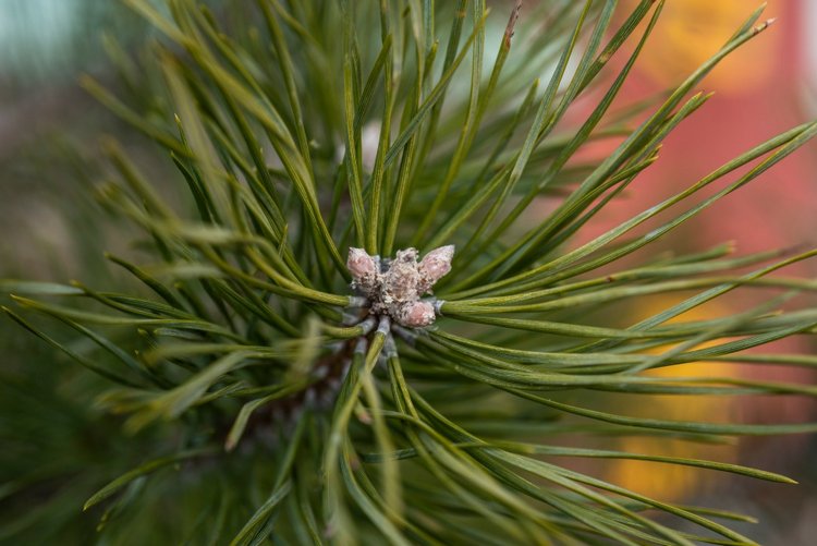 Весенняя прогулка | Бэйбики Весенняя прогулка — Куклы Fairyland (ФэйриЛэнд): BJD (БЖД)