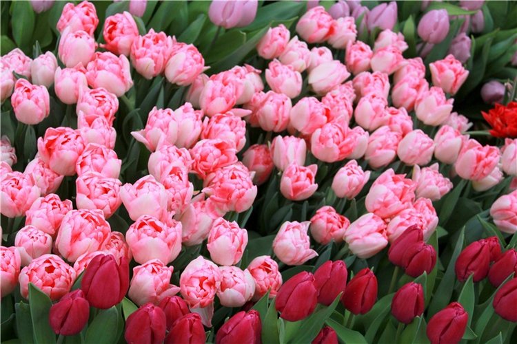 Тюльпановый Рай, продолжение. Выставка тюльпанов в Твери. Mini Layla elf Sunkissed skin от Kaye Wiggs