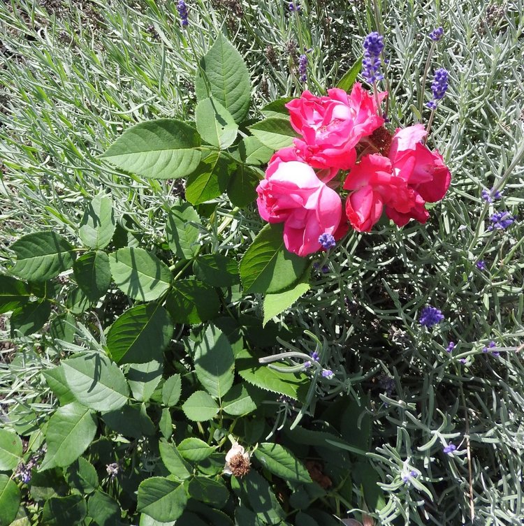 Цветы — роскошный дар природы