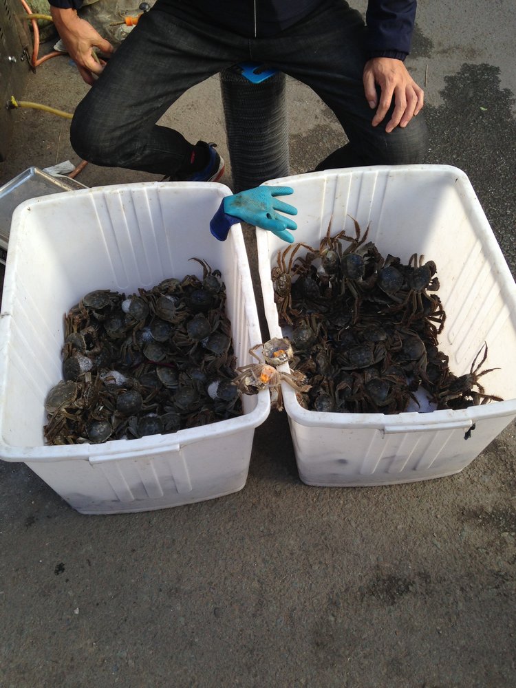 Прогулка по Китаю-2 (обзор цен на игрушки, животных, шмотки, еду)