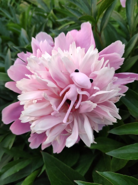 Лето с лягушками — Коллекционные куклы разных авторов (Разное): редкие бренды